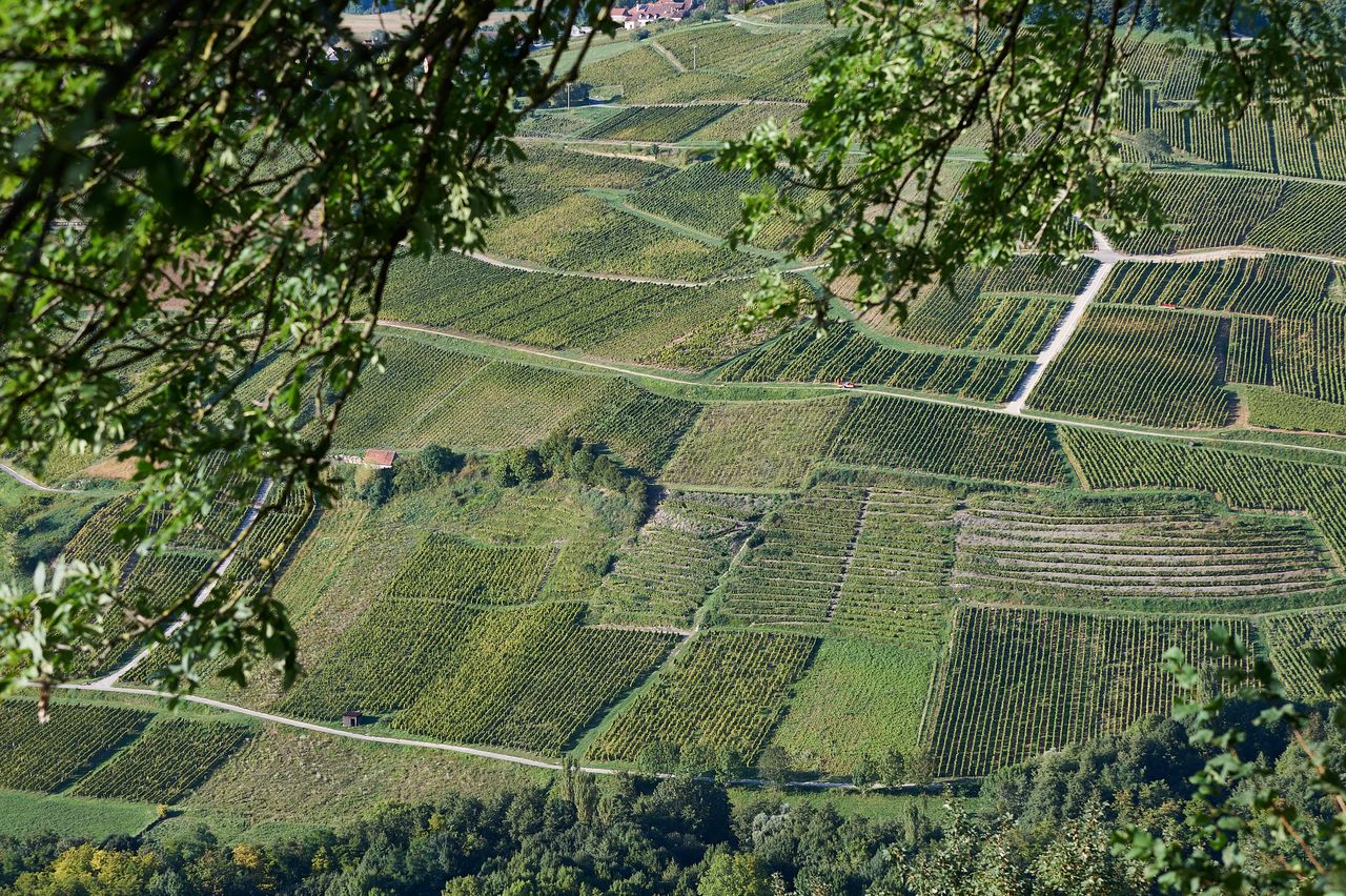 Communes Château-Chalon BI-0254