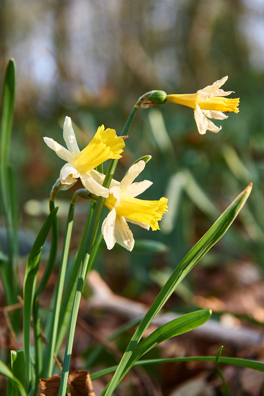 Flore Jonquille BI-0331