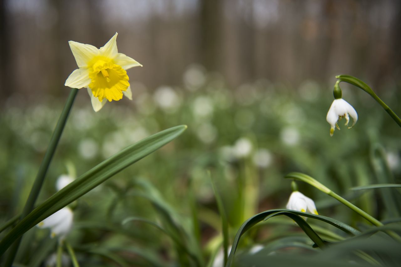 Flore Jonquille 7741