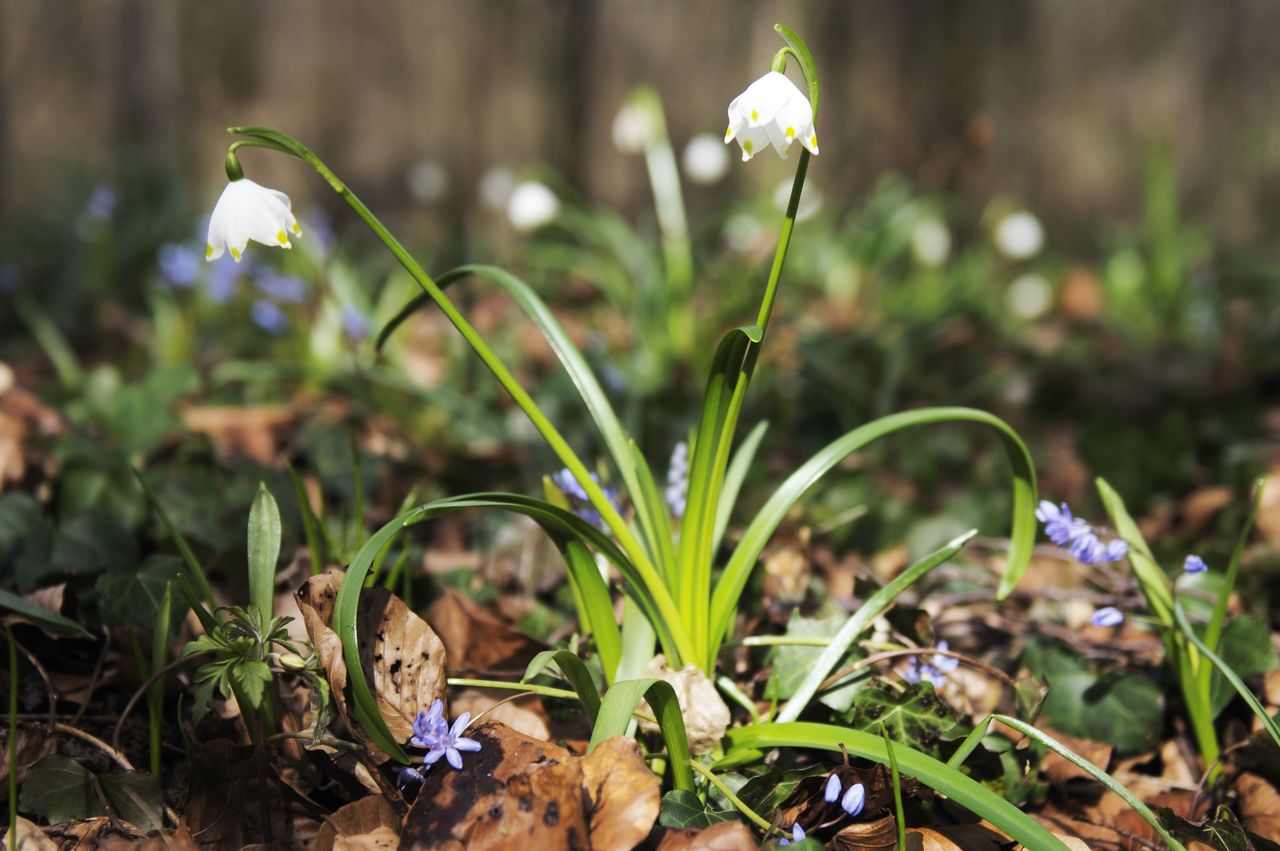 Flore Jonquille 7774