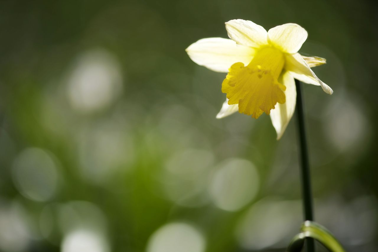 Flore Jonquille 7928