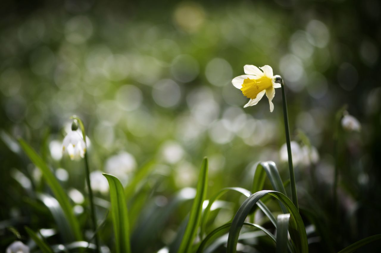 Flore Jonquille 7951