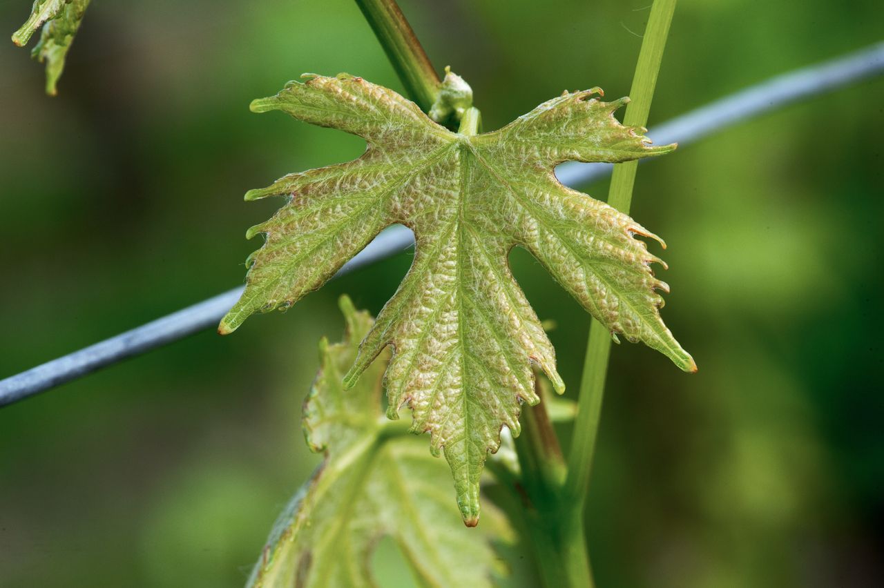 Vignoble Feuille Poulsard WER_9789