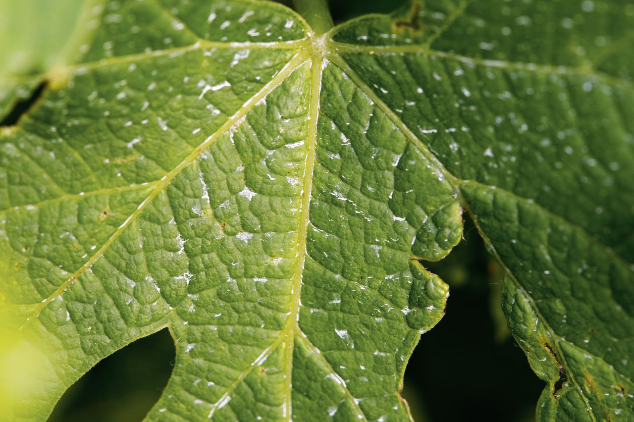 Vignoble Feuille Poulsard WER_9819