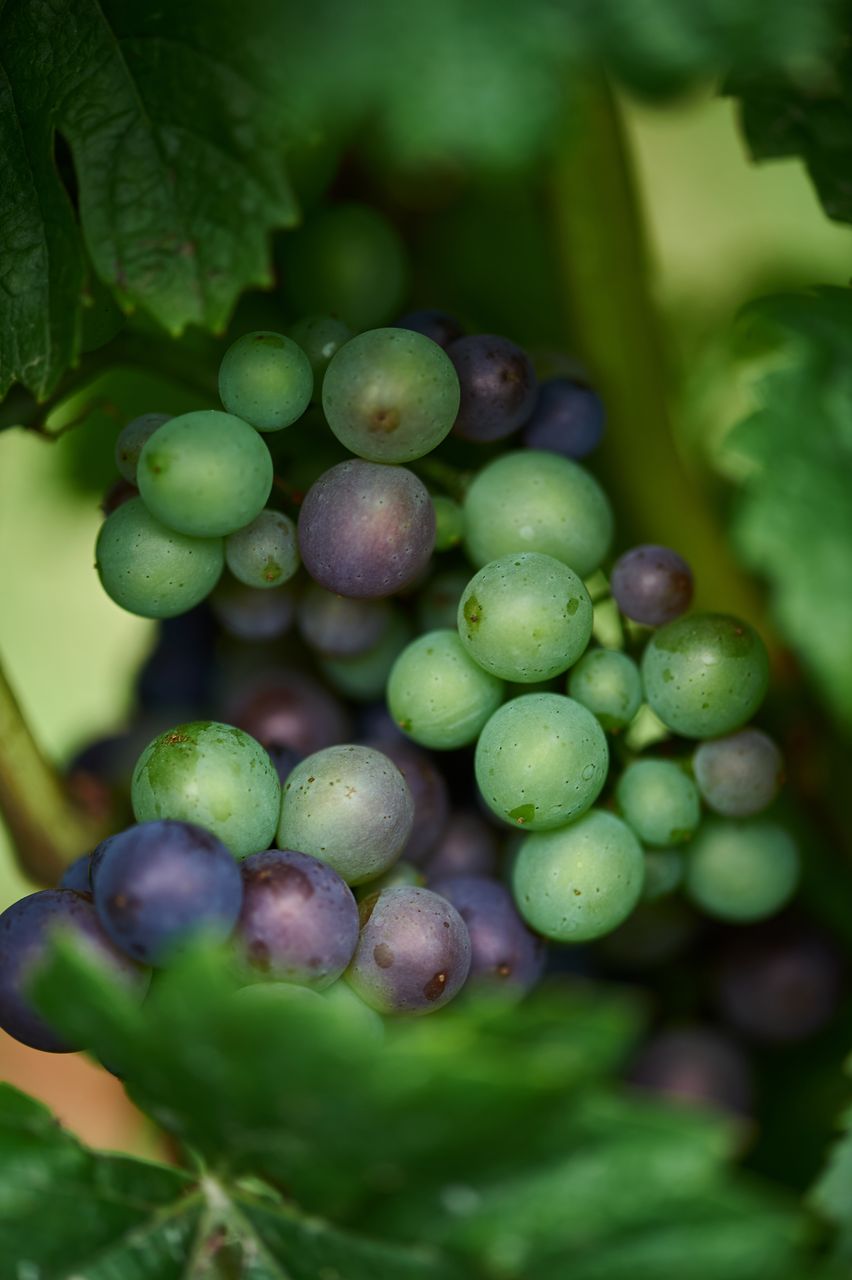 Vignoble Macro 10-Véraison BI-0056