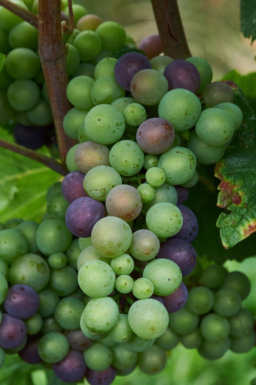 Vignoble Macro 10-Véraison BI-0057