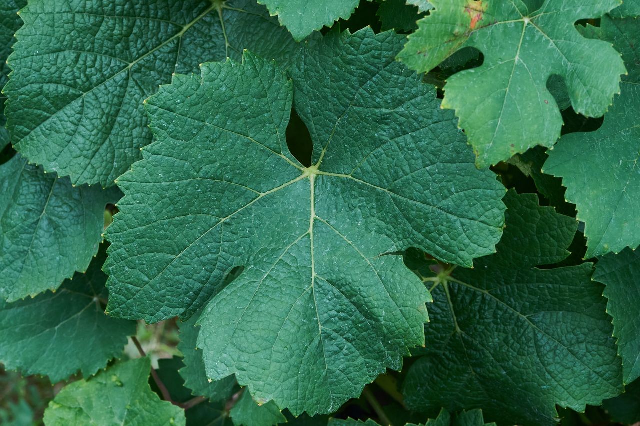 Vignoble Macro 10-Véraison BI-0058
