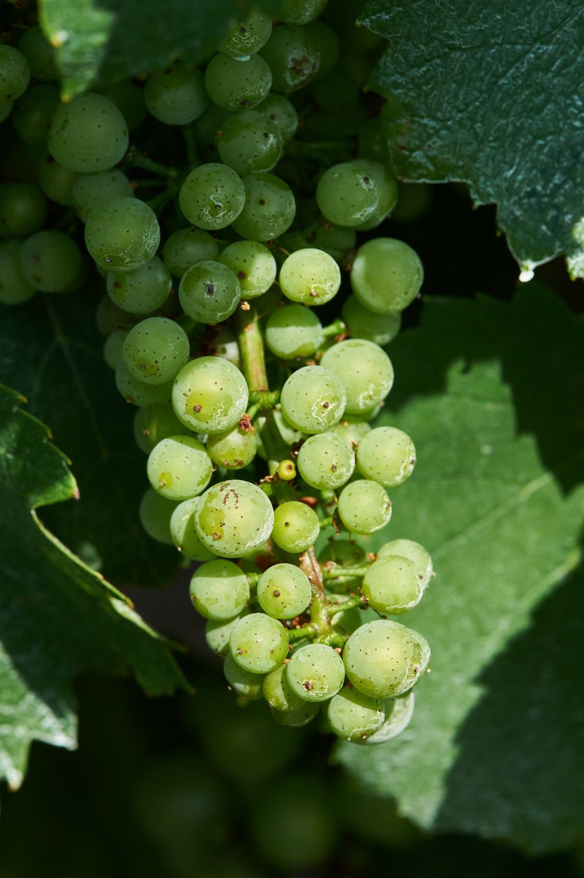 Vignoble Macro 10-Véraison BI-0059