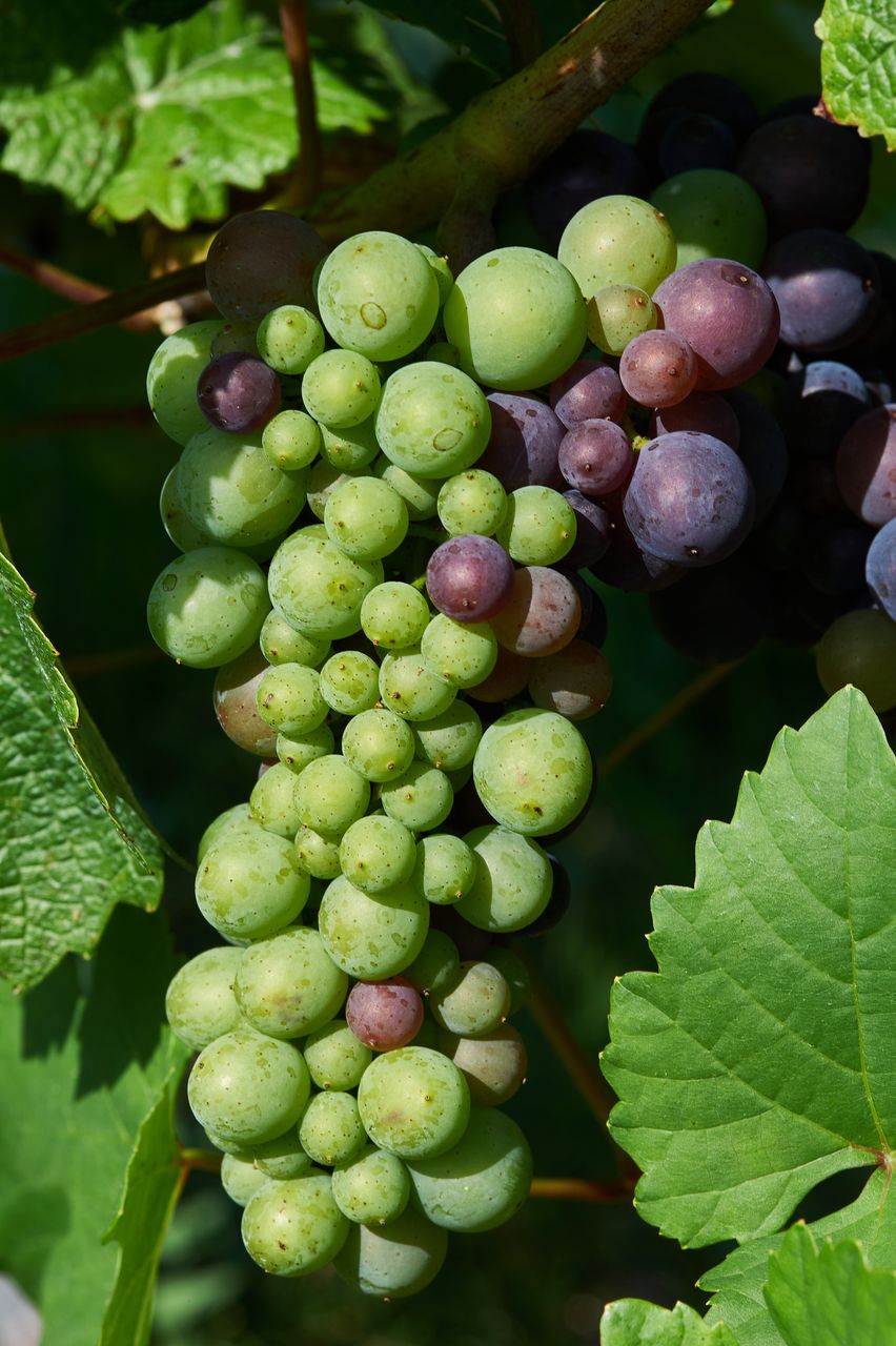 Vignoble Macro 10-Véraison BI-0060