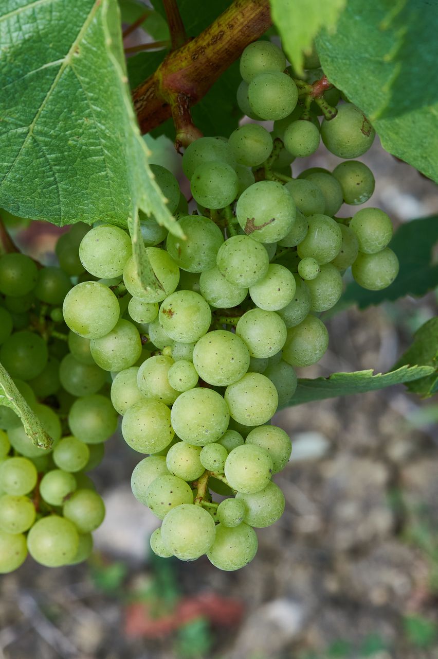 Vignoble Macro 10-Véraison BI-0061