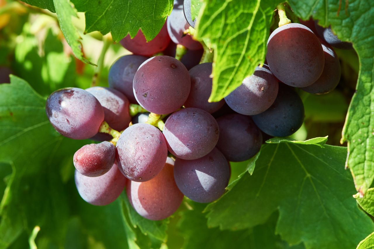 Vignoble Macro 10-Véraison BI-0062