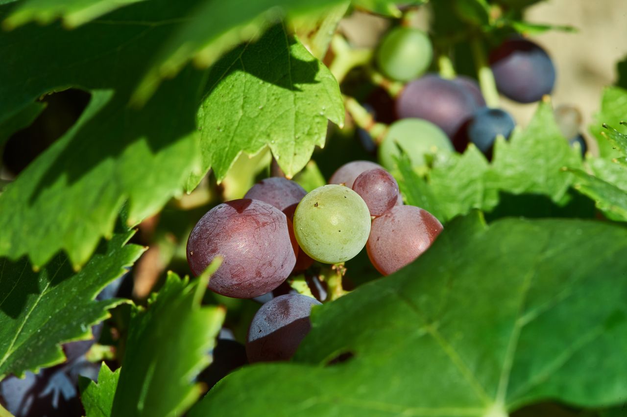 Vignoble Macro 10-Véraison BI-0063