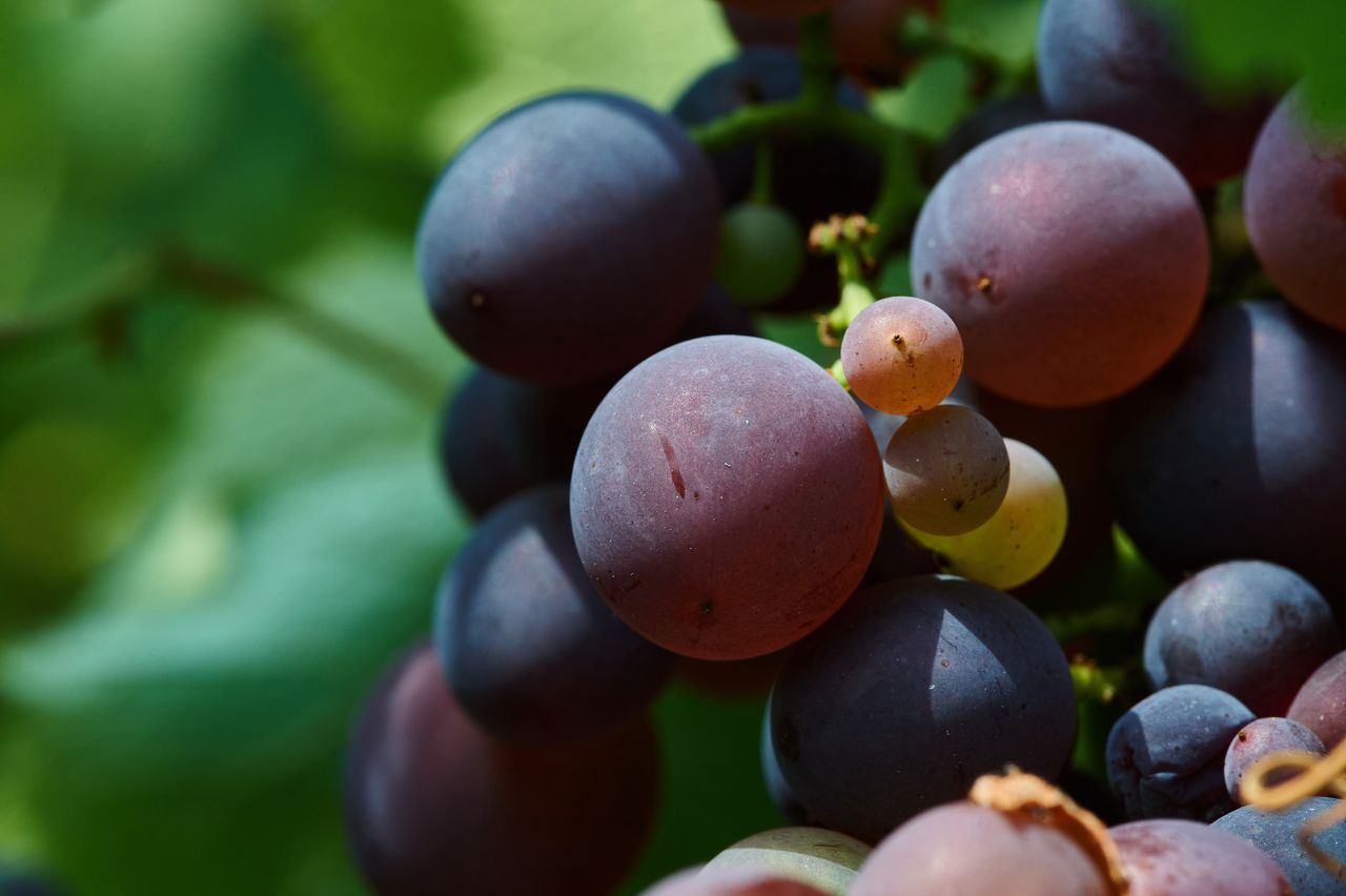 Vignoble Macro 10-Véraison BI-0064