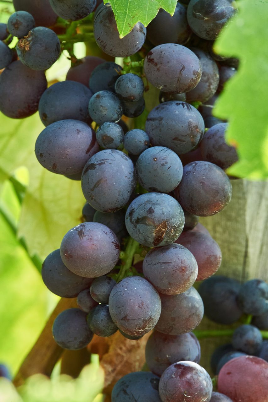 Vignoble Macro 10-Véraison BI-0065