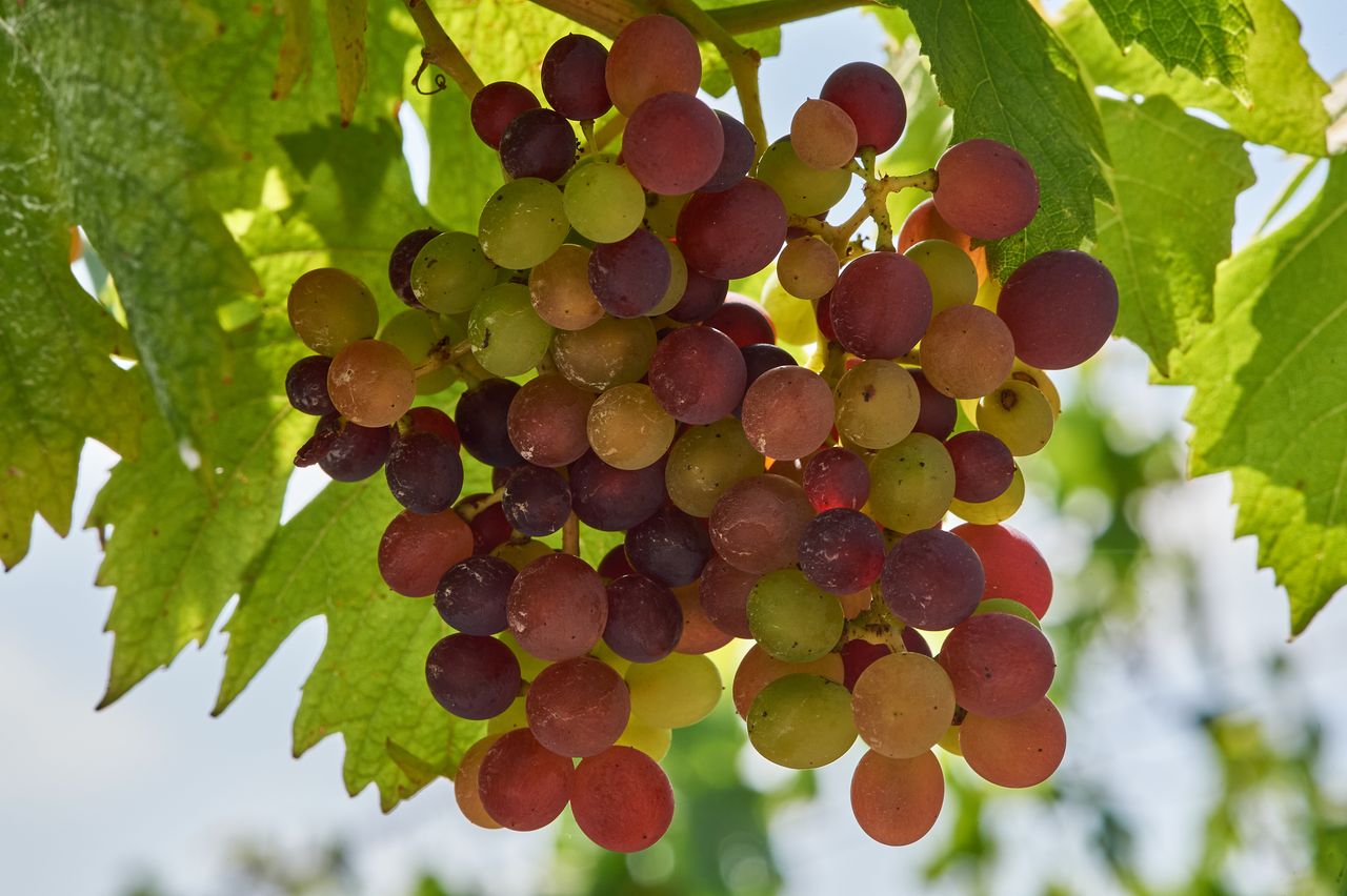 Vignoble Macro 10-Véraison BI-0066