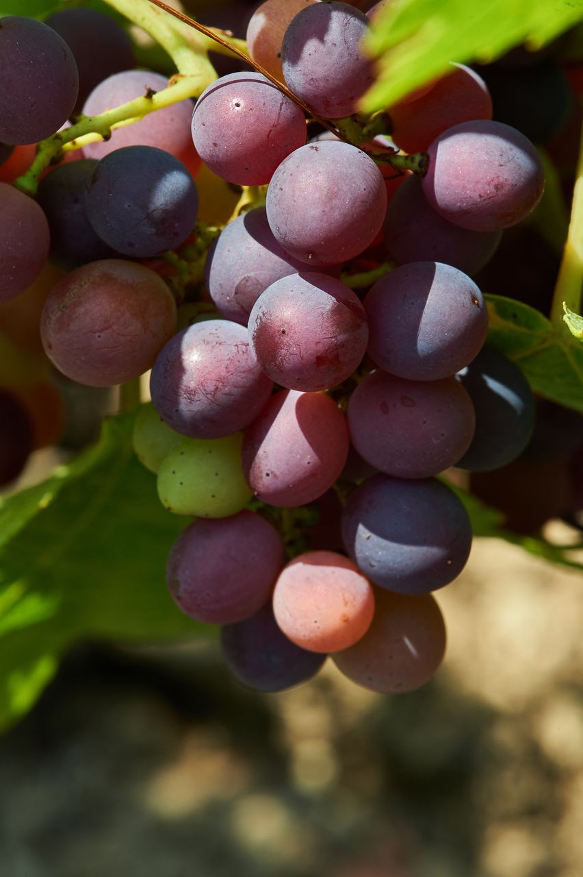 Vignoble Macro 10-Véraison BI-0067