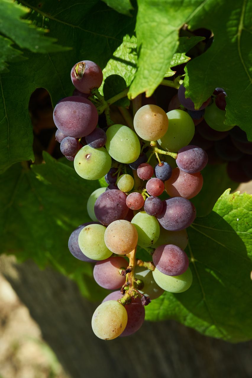 Vignoble Macro 10-Véraison BI-0068