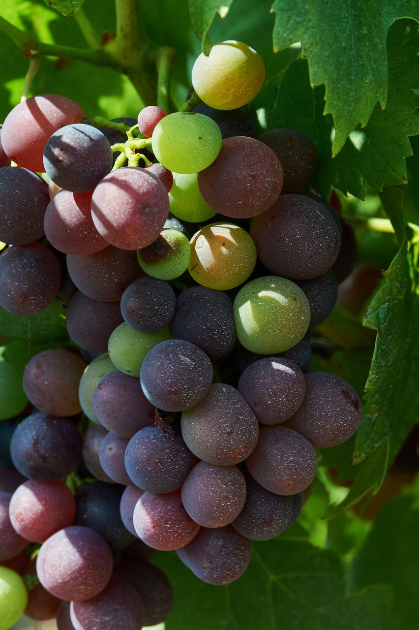 Vignoble Macro 10-Véraison BI-0069