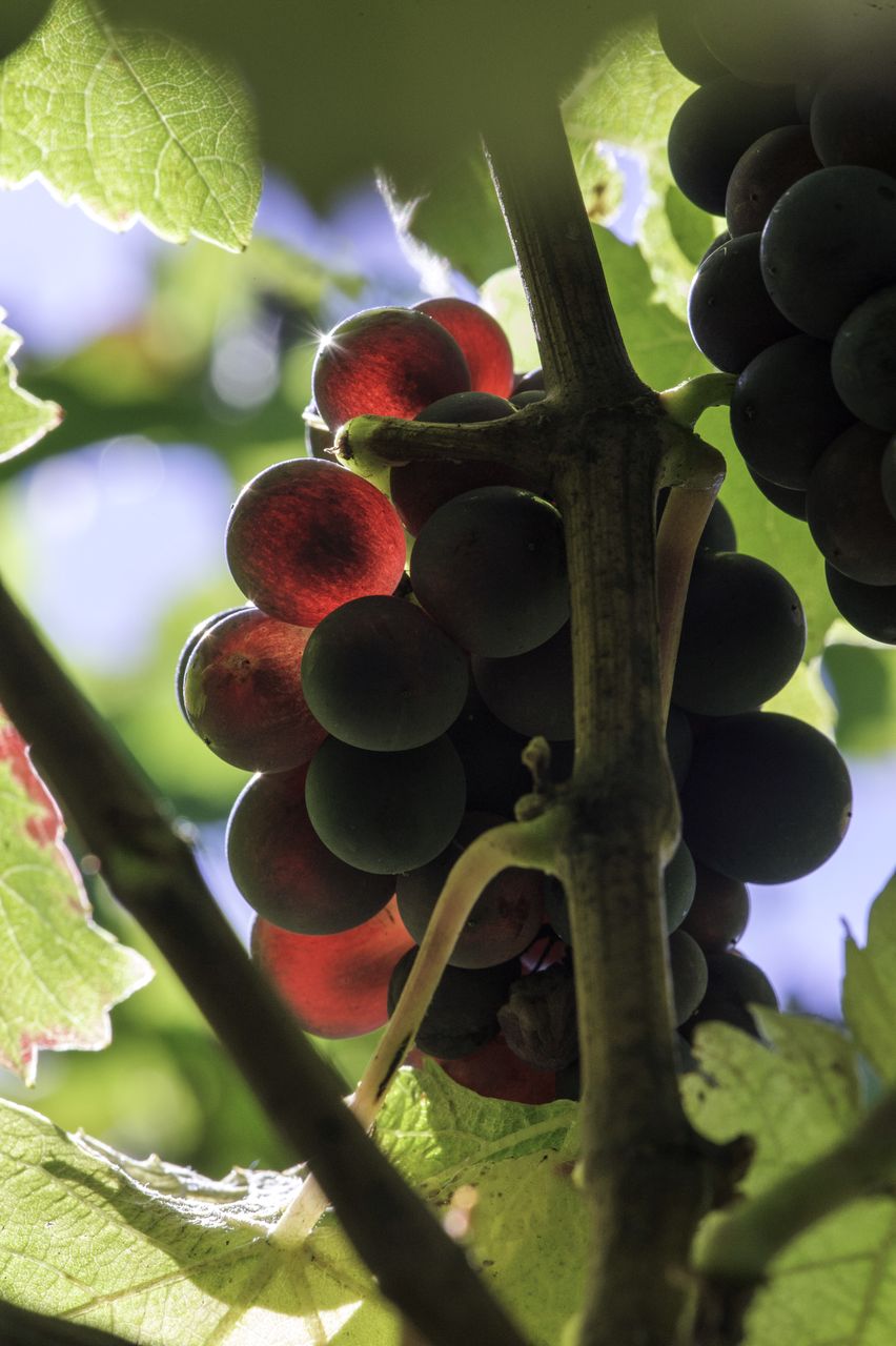 Vignoble Macro 10-Véraison 3329