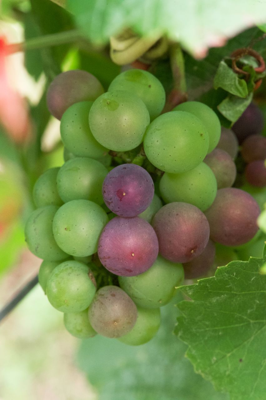 Vignoble Macro 10-Véraison WLJ_6498