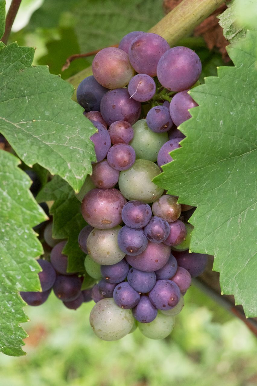 Vignoble Macro 10-Véraison WLJ_6499