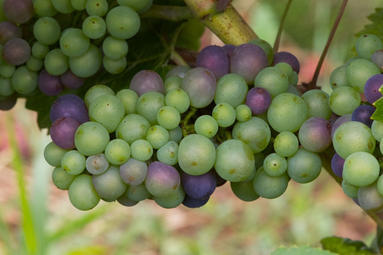 Vignoble Macro 10-Véraison WLJ_6501