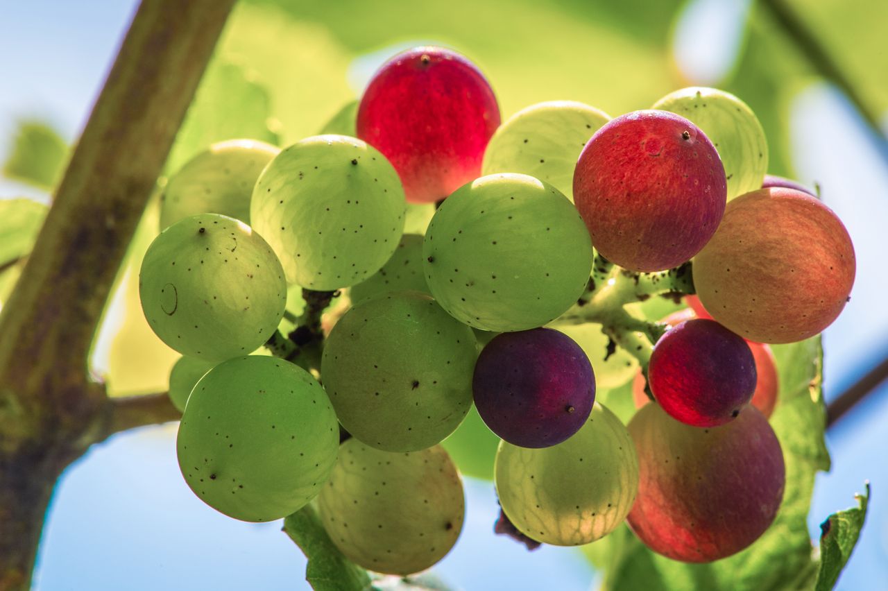 Vignoble Macro 10-Véraison WLJ_6960-3