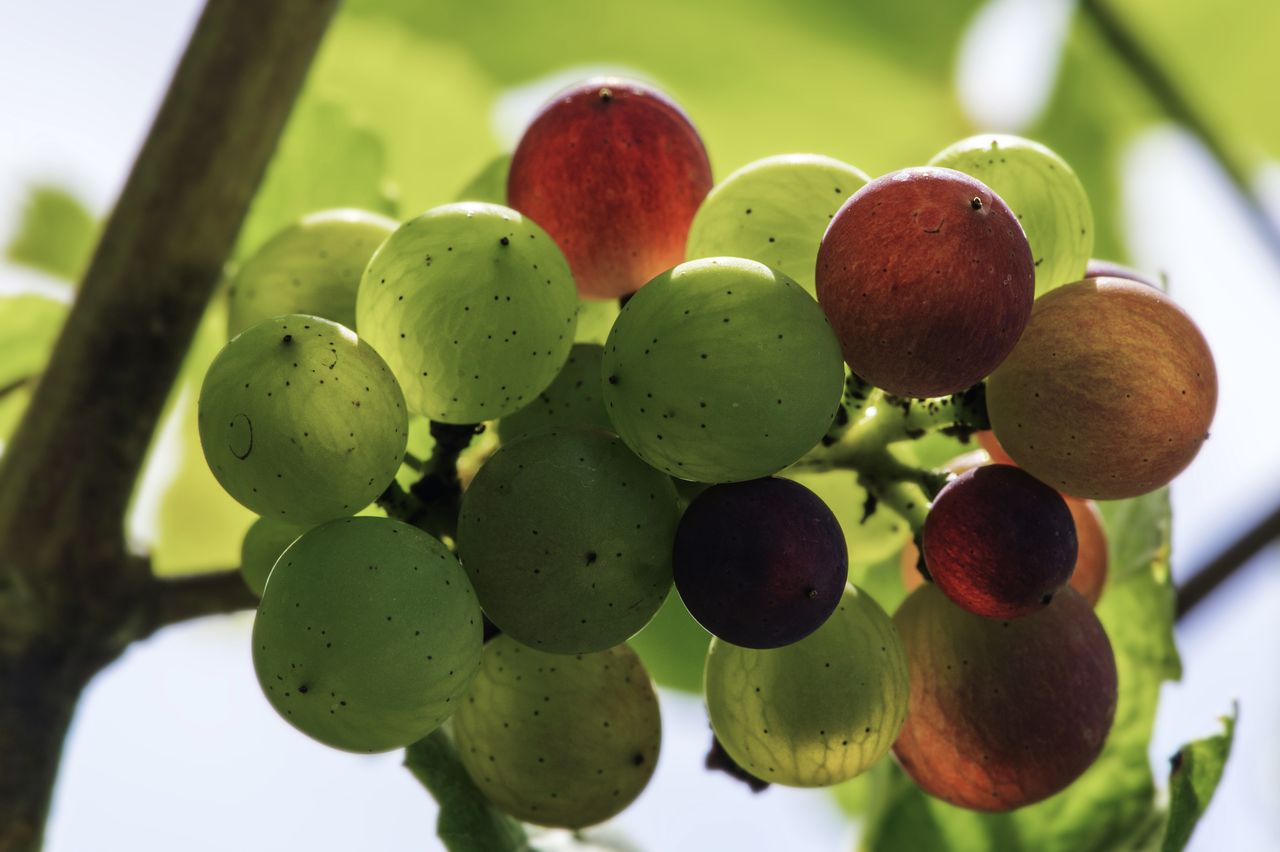Vignoble Macro 10-Véraison WLJ_6960