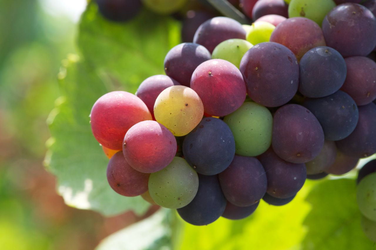 Vignoble Macro 10-Véraison WLJ_6961