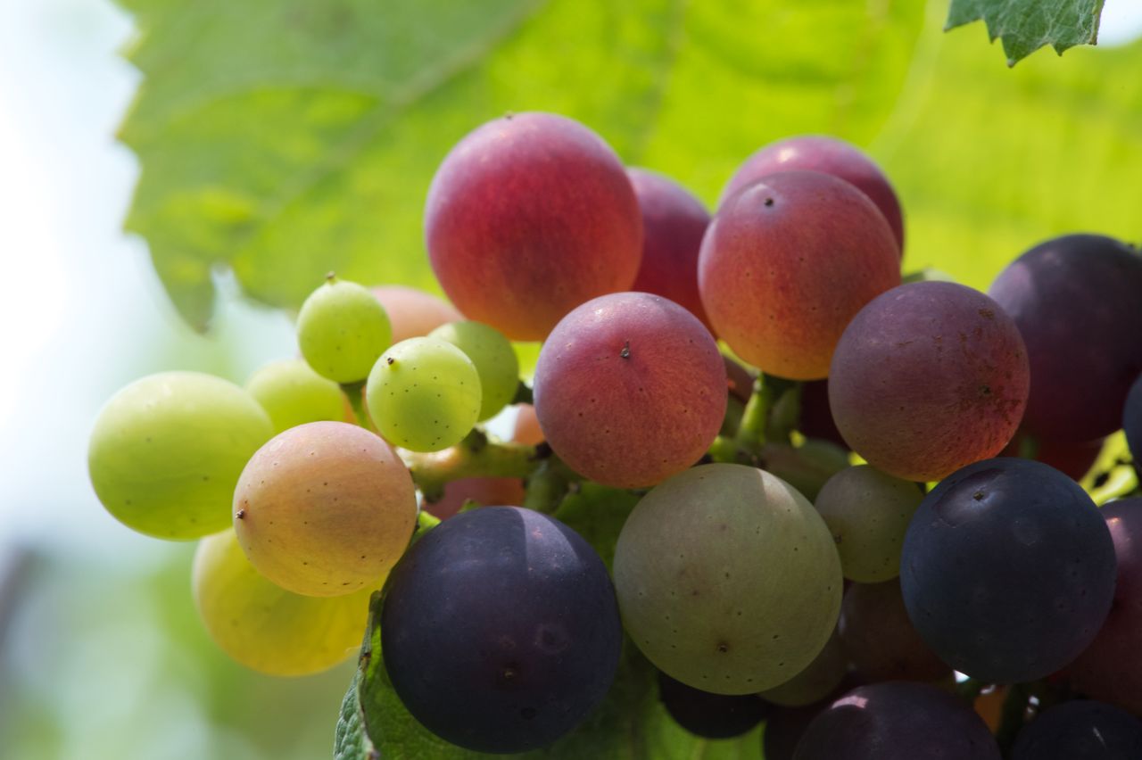 Vignoble Macro 10-Véraison WLJ_6962