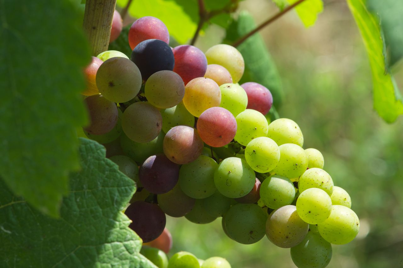 Vignoble Macro 10-Véraison WLJ_6969