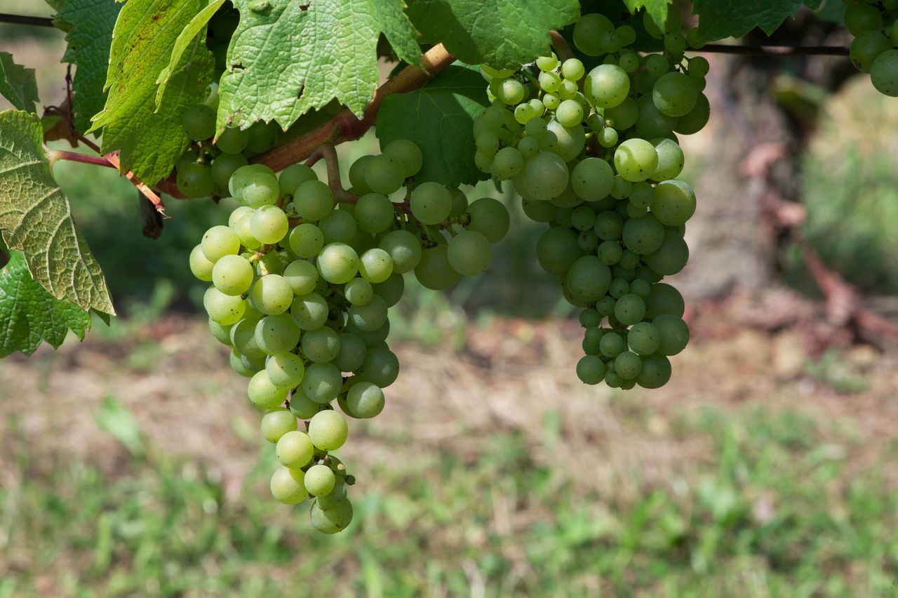 Vignoble Macro 10-Véraison WLJ_6974