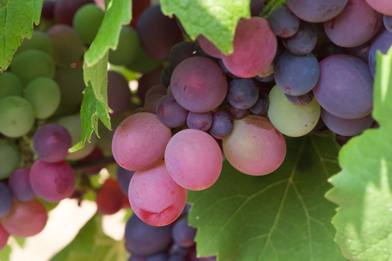 Vignoble Macro 10-Véraison WLJ_6979