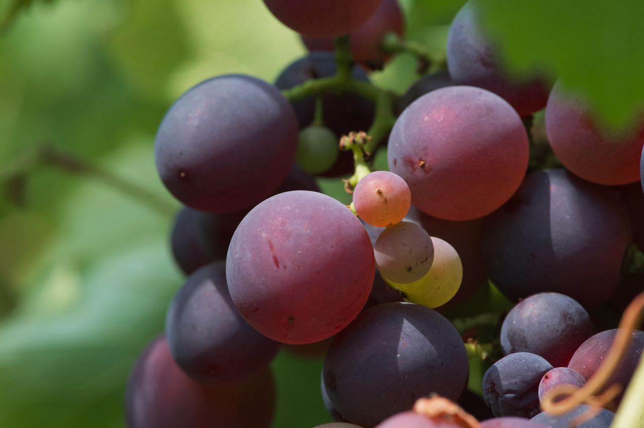 Vignoble Macro 10-Véraison WLJ_6987
