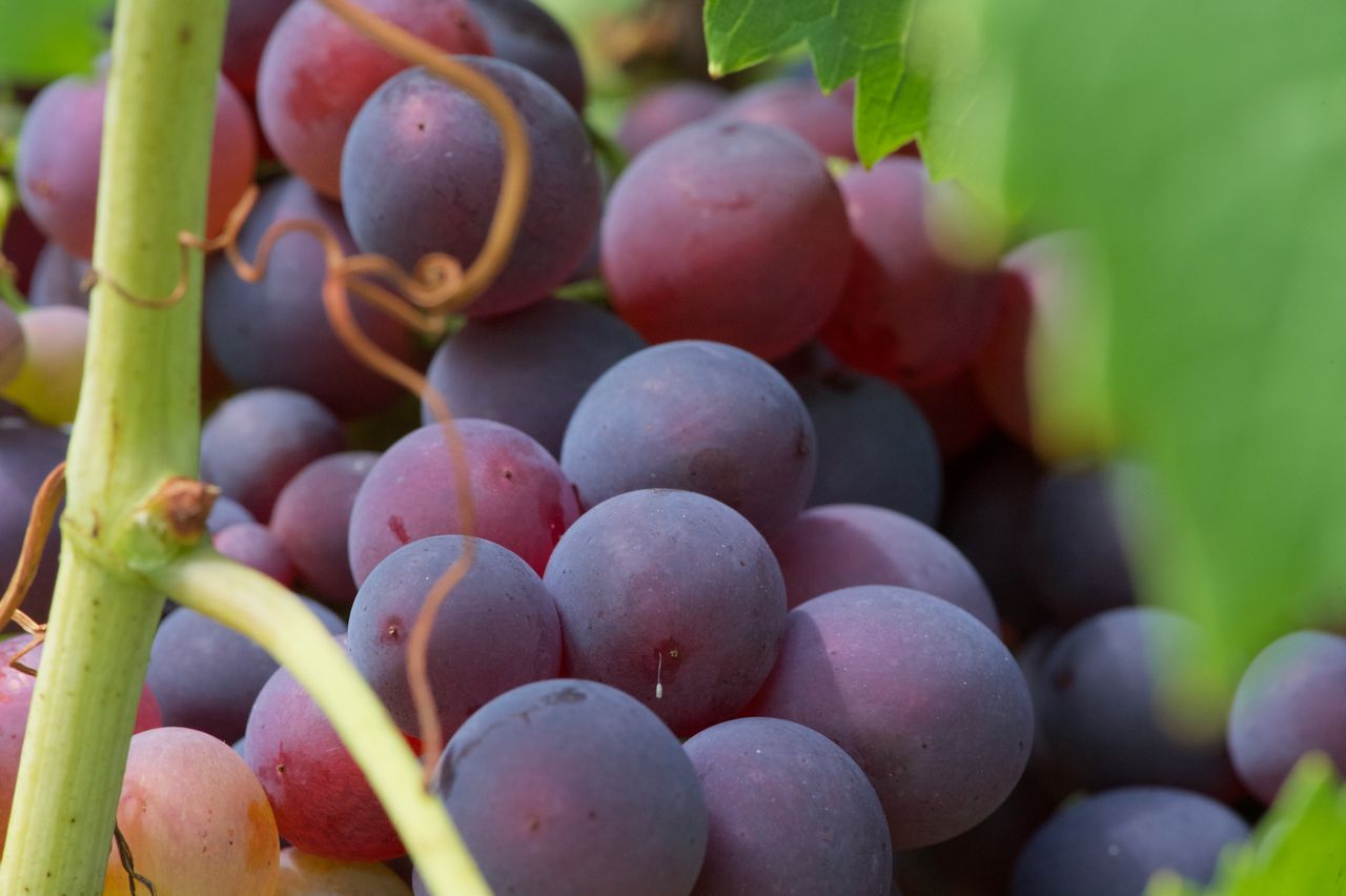 Vignoble Macro 10-Véraison WLJ_6990