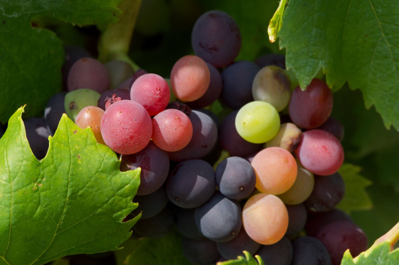 Vignoble Macro 10-Véraison WLJ_7000