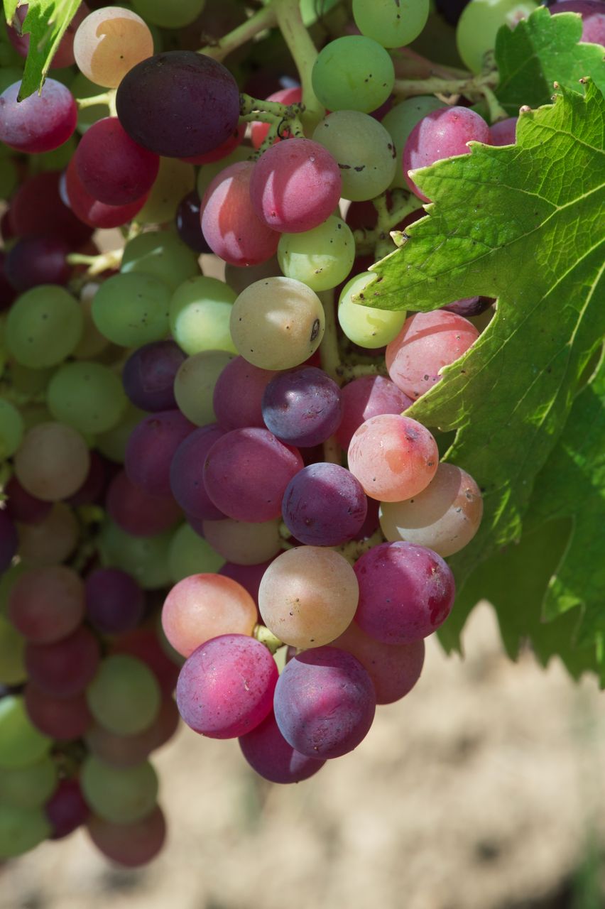 Vignoble Macro 10-Véraison WLJ_7005