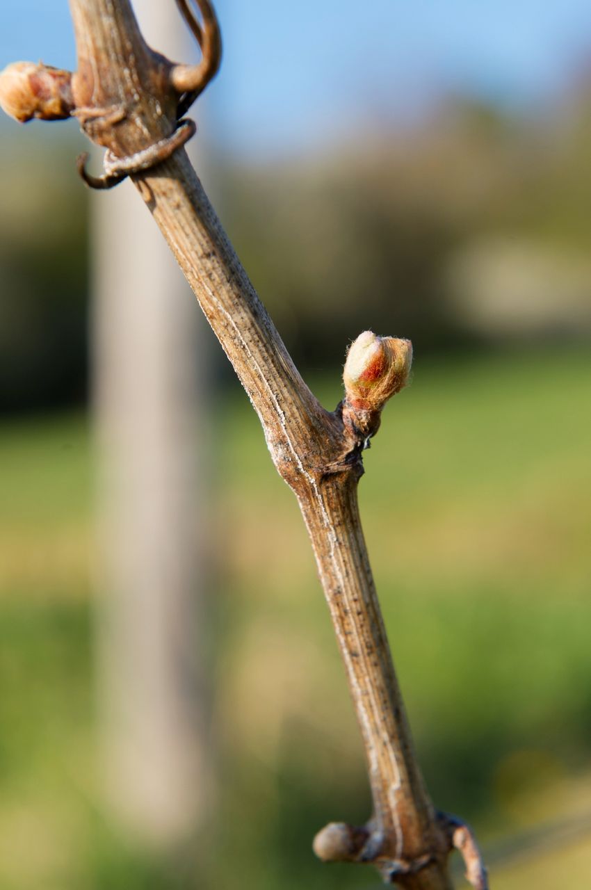 Vignoble Macro 2-Bourgeon 0552