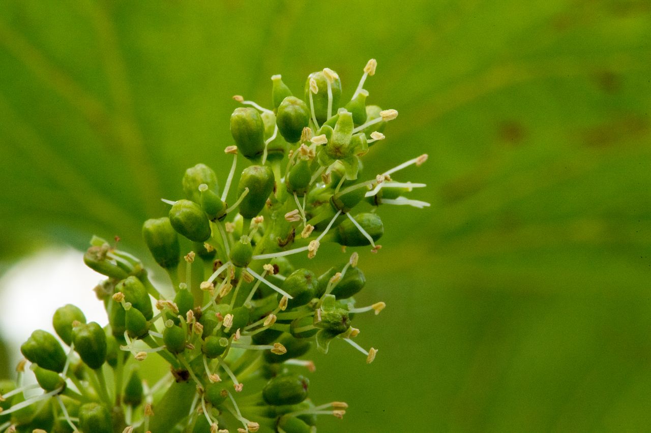 Vignoble Macro 8-Floraison WER_9830