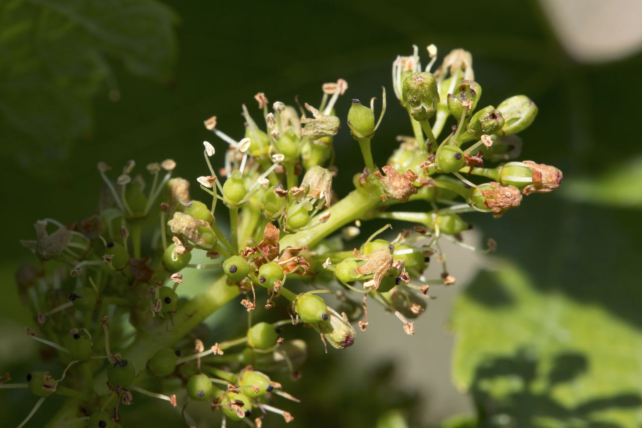 Vignoble Macro 8-Floraison WJM_1650