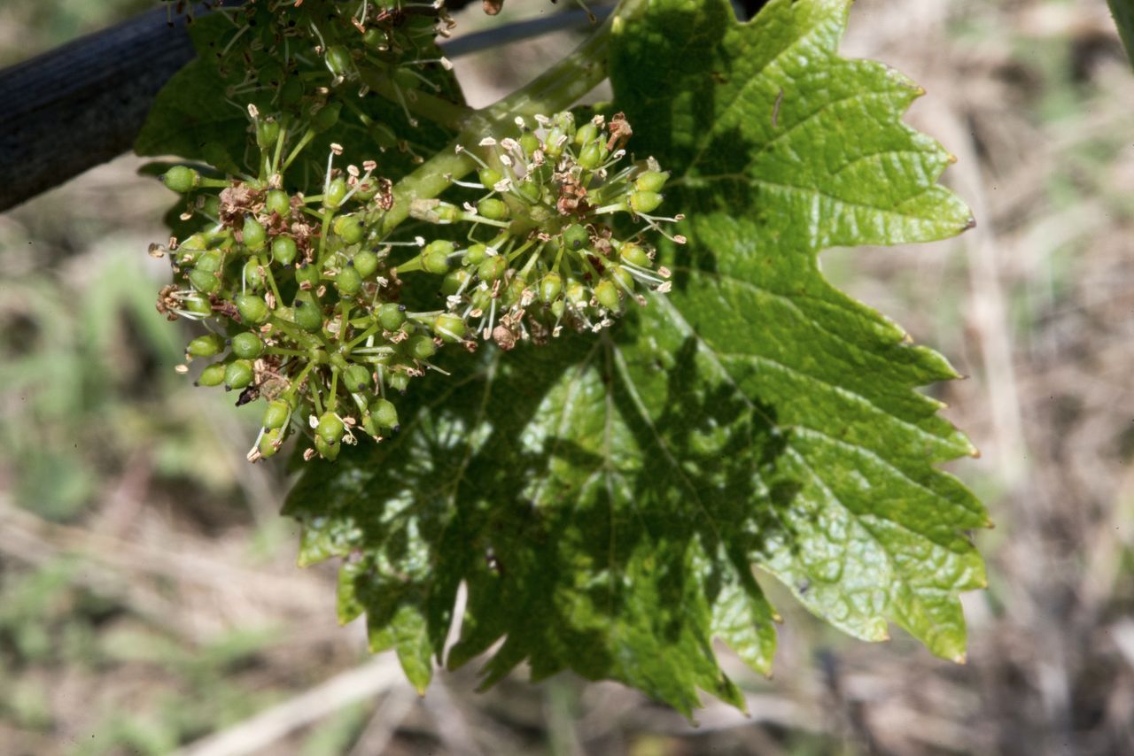 Vignoble Macro 8-Floraison WJM_1661