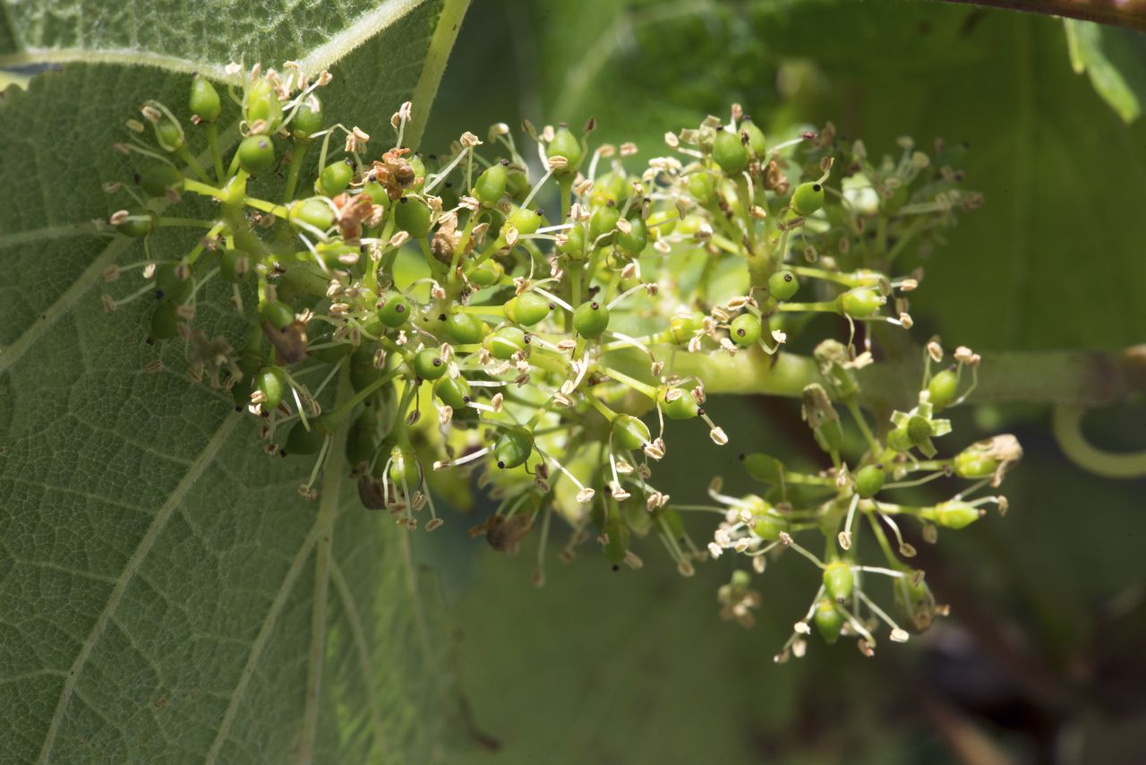 Vignoble Macro 8-Floraison WJM_1664