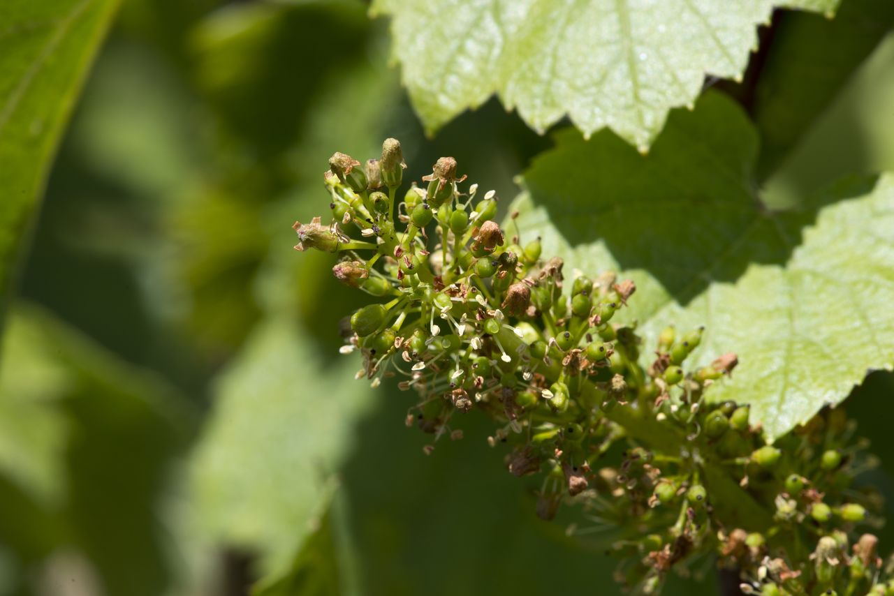 Vignoble Macro 8-Floraison WJM_1667