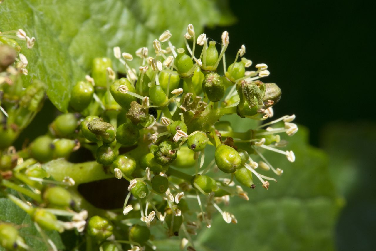 Vignoble Macro 8-Floraison WJM_1686