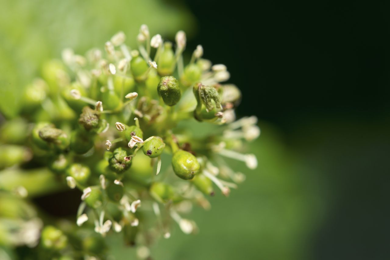 Vignoble Macro 8-Floraison WJM_1692