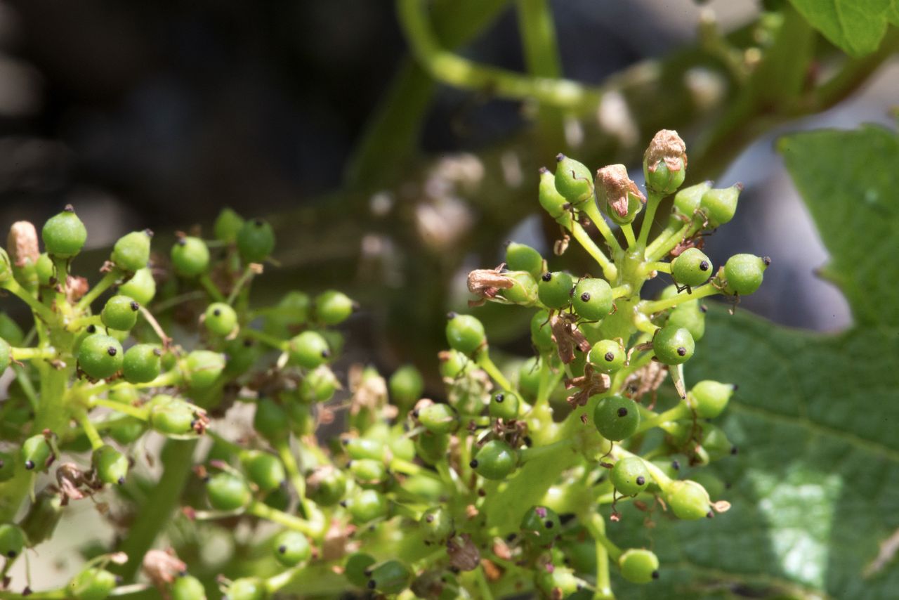 Vignoble Macro 8-Floraison WJM_1718