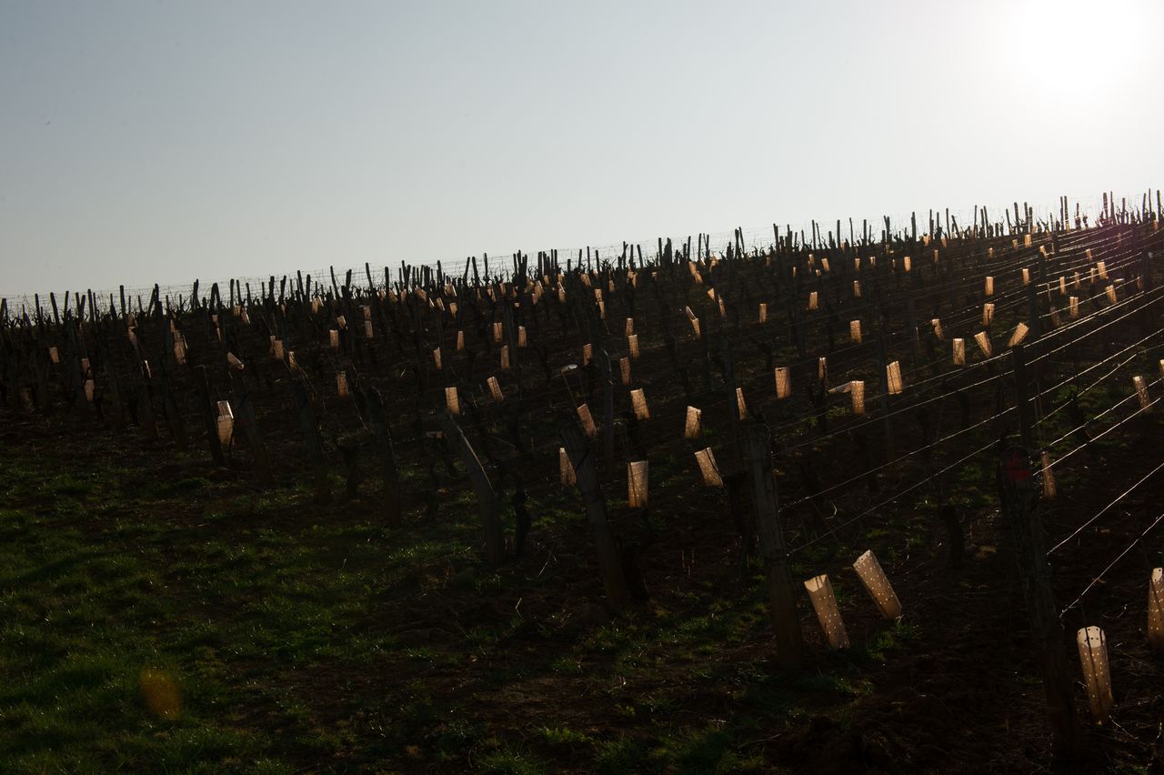 Vignoble Saison Mars 0374