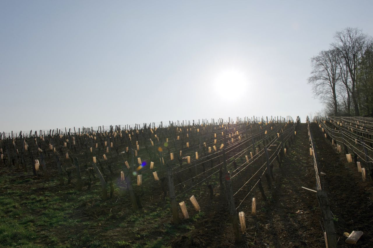 Vignoble Saison Mars 0376