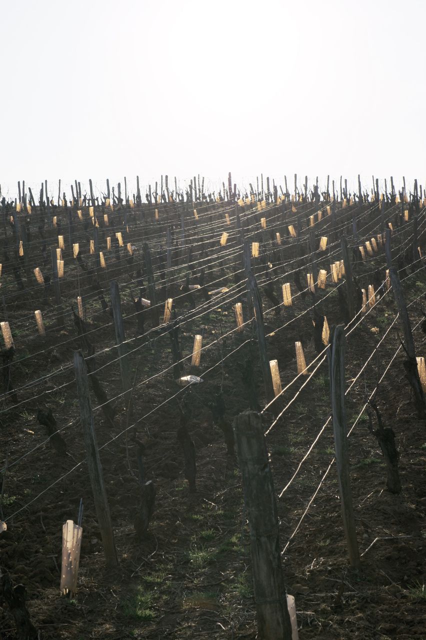 Vignoble Saison Mars 0393