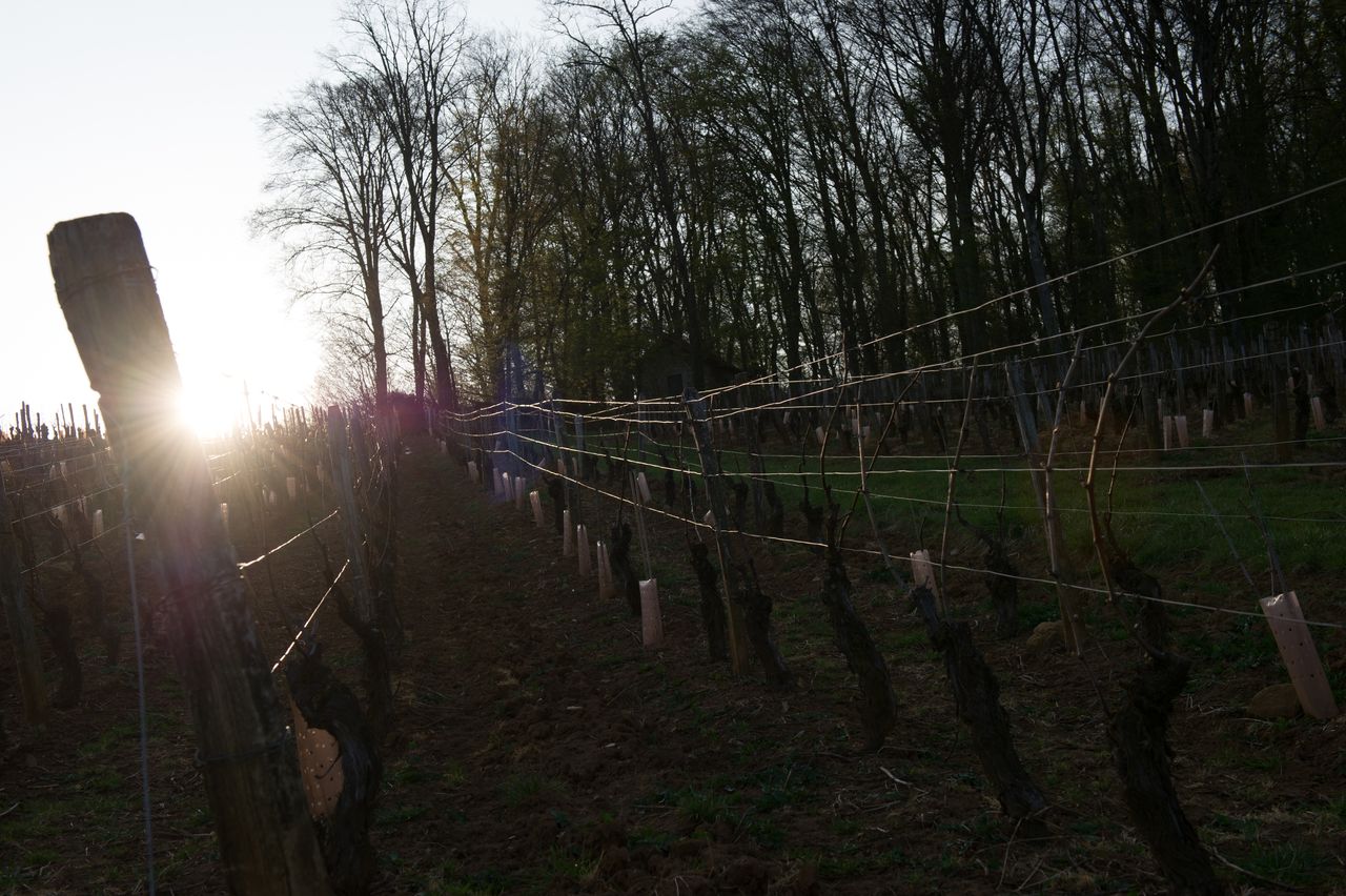 Vignoble Saison Mars 0421